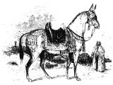 Mule, with a rich bridle